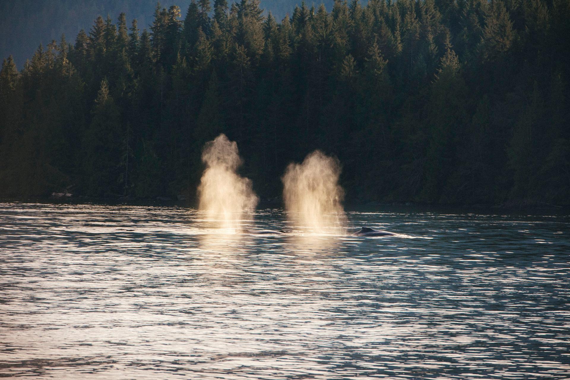 Whale Spouts