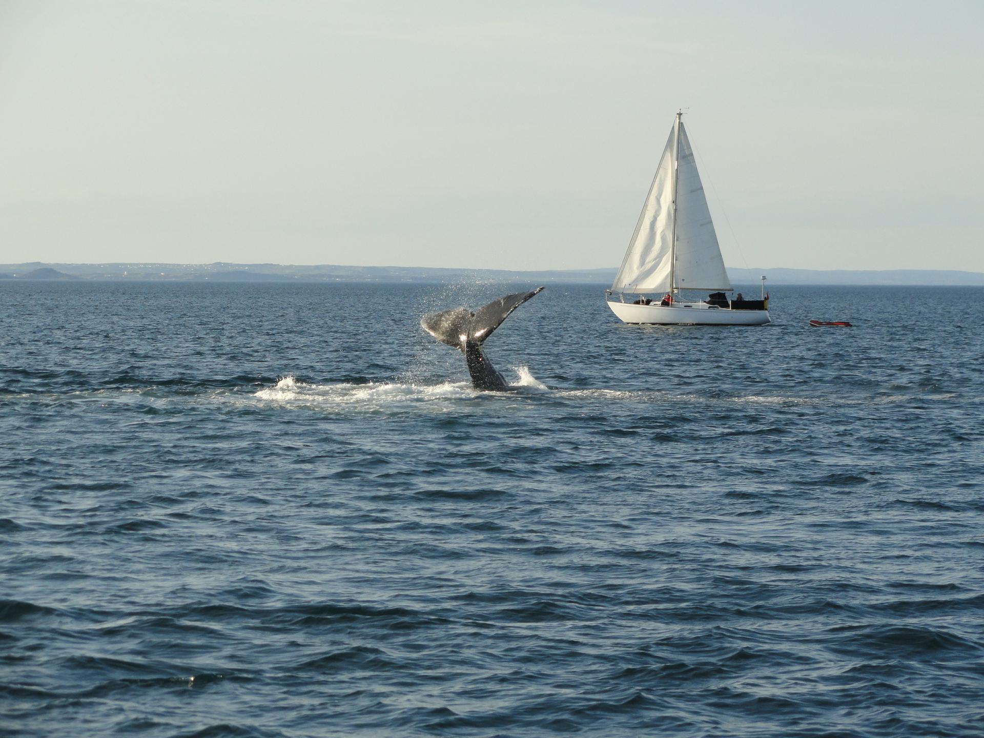 Whale Watching  - Credit: Newfoundland and Labrador Tourism
