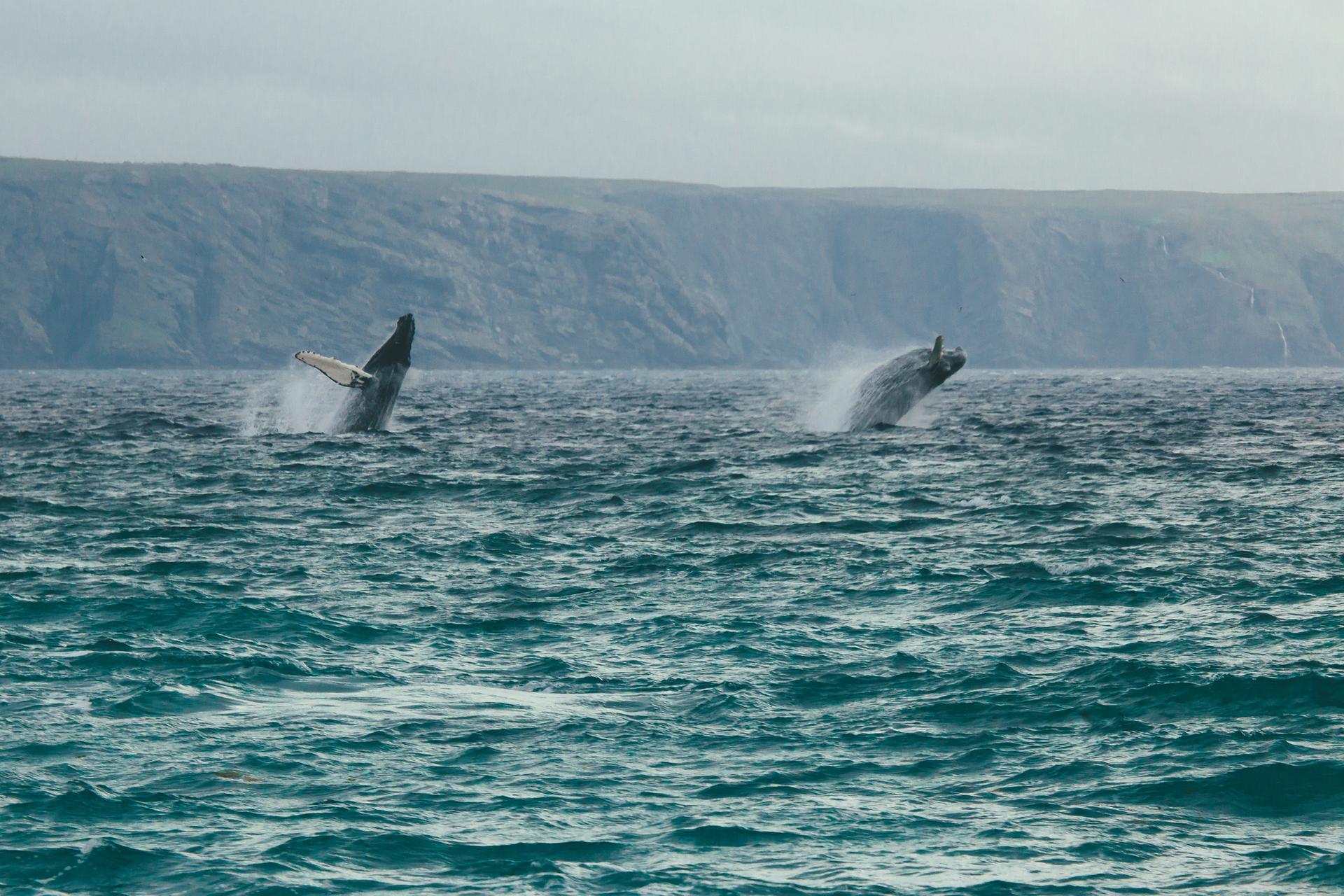 Whales breaching