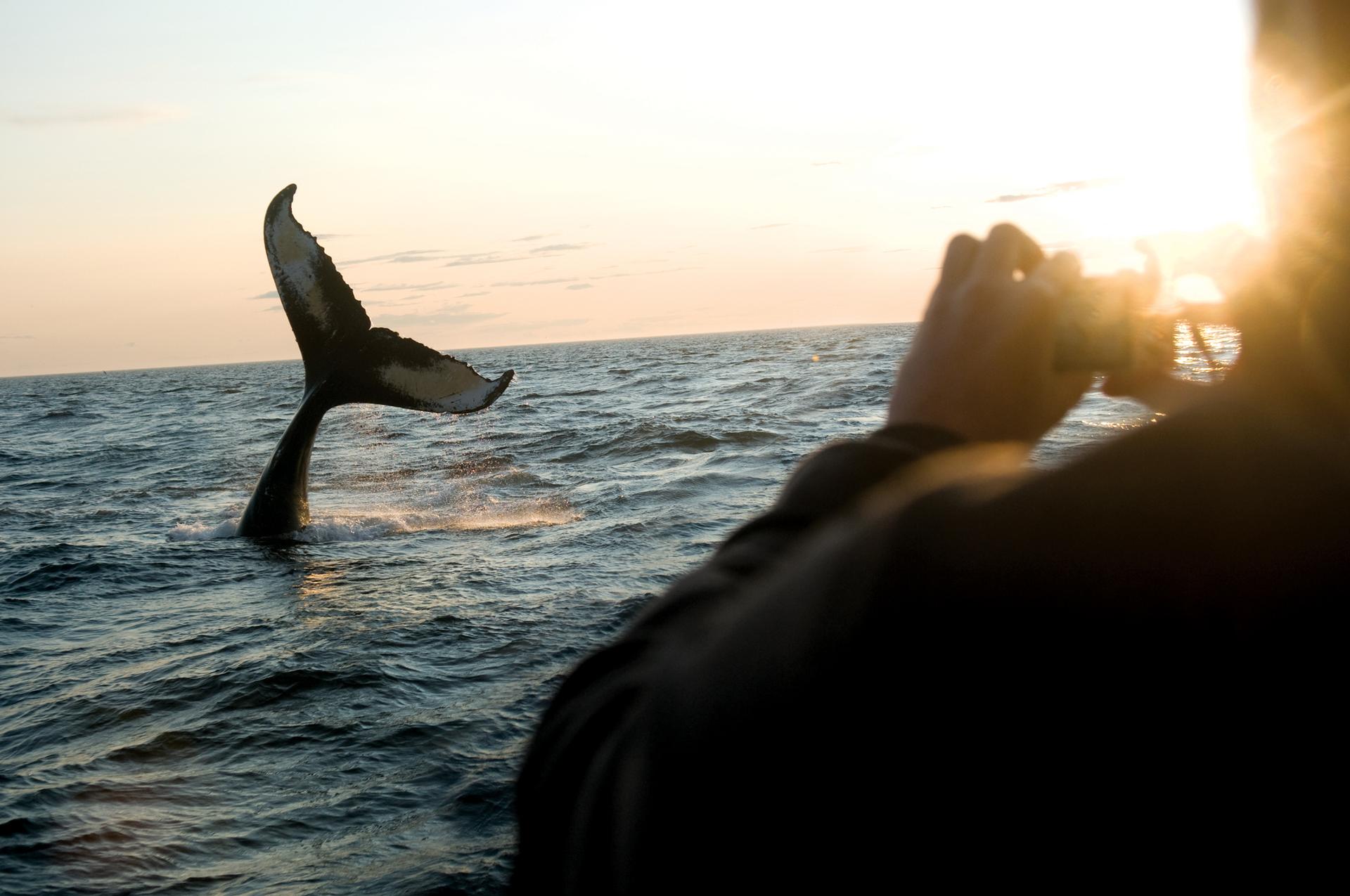 Whale watching off Brier Island