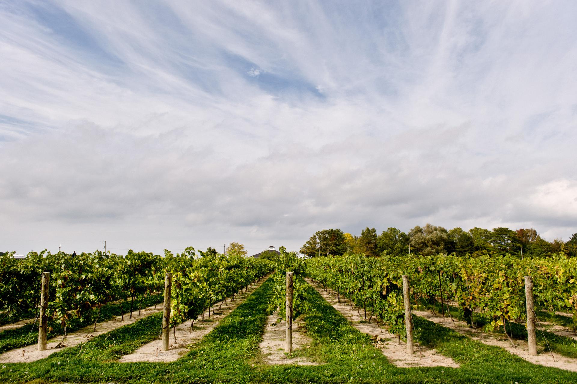 Niagara wineries