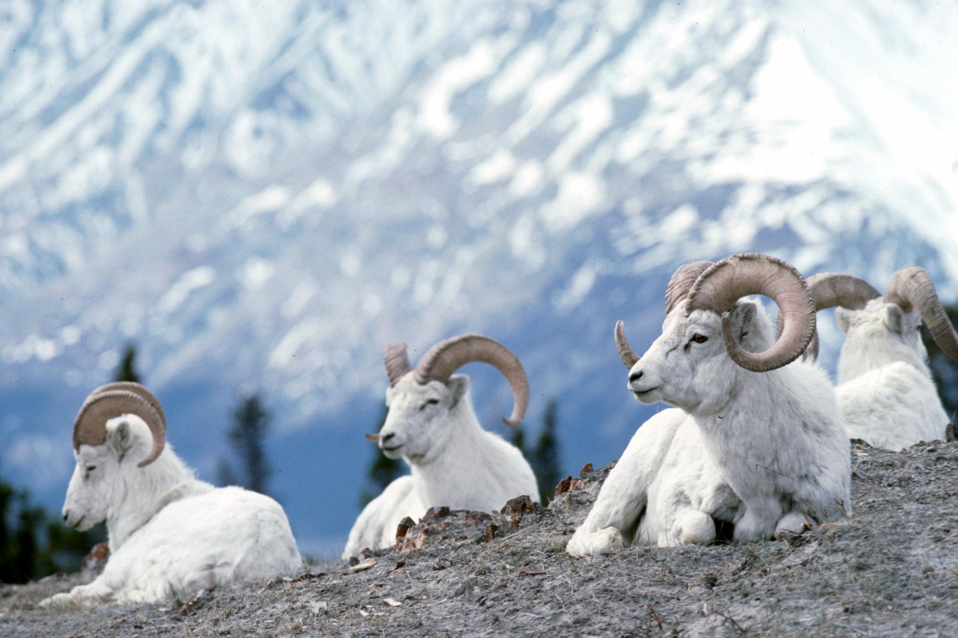 Dall's sheep