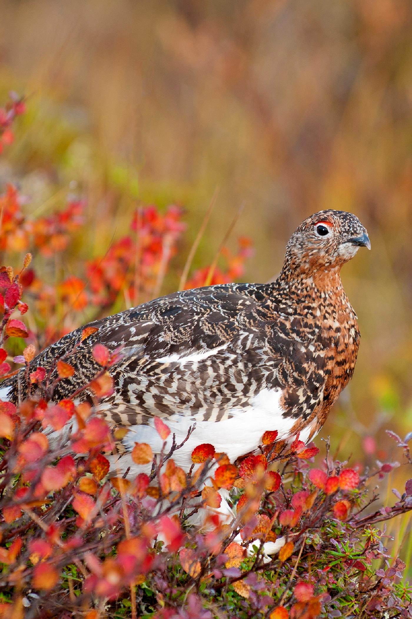 Ptarmigan, Northwest Territories