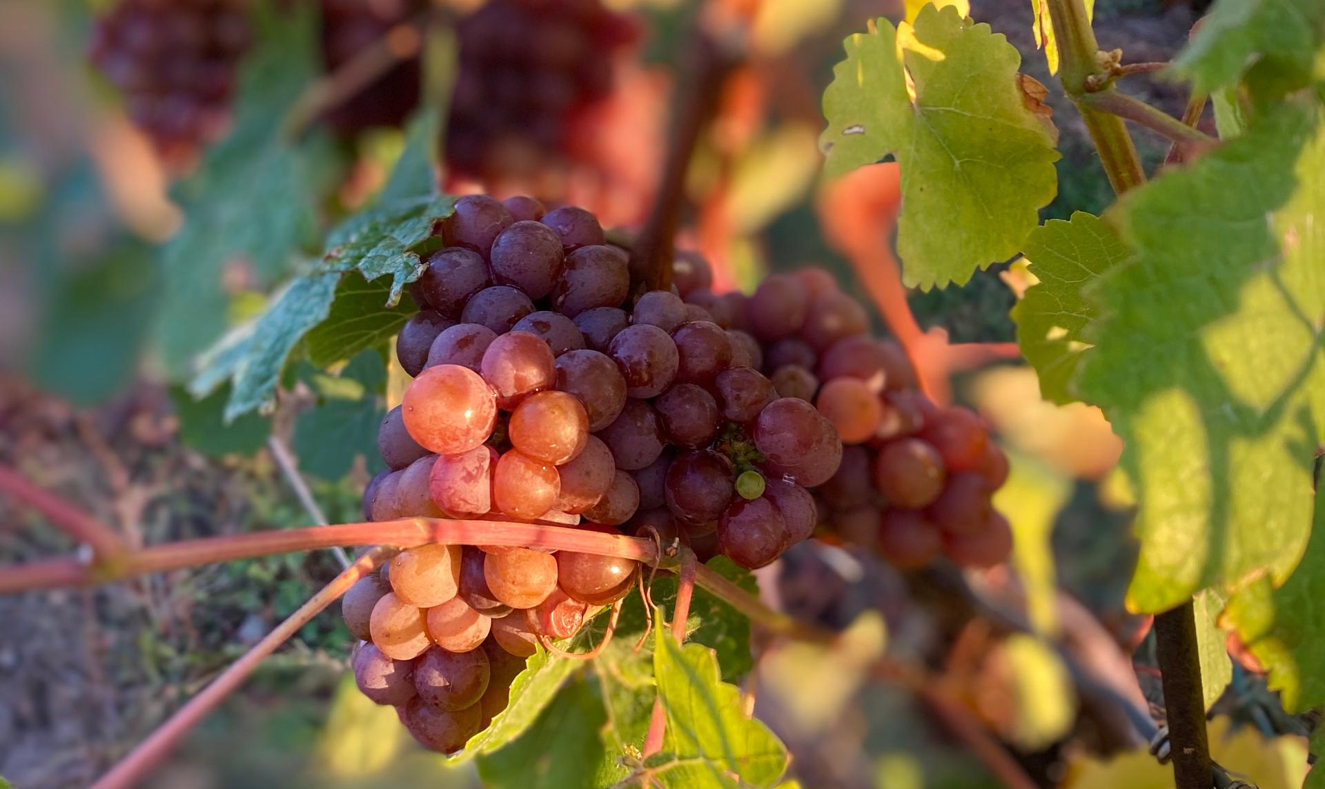 Grapes on the vine at the award-winning Strewn Vineyard