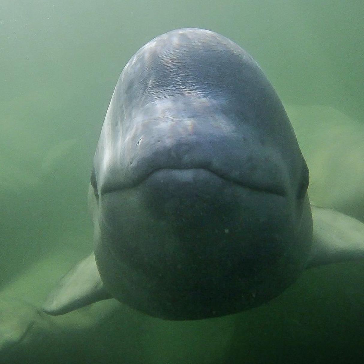 A grey beluga whale looks towards an underwater camera.