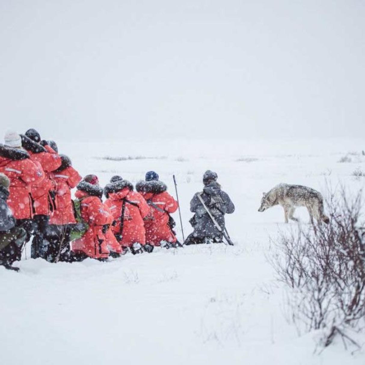 A group of people in red winter coats stand and kneel in a snowy tundra overlooking a wolf walkign past.
