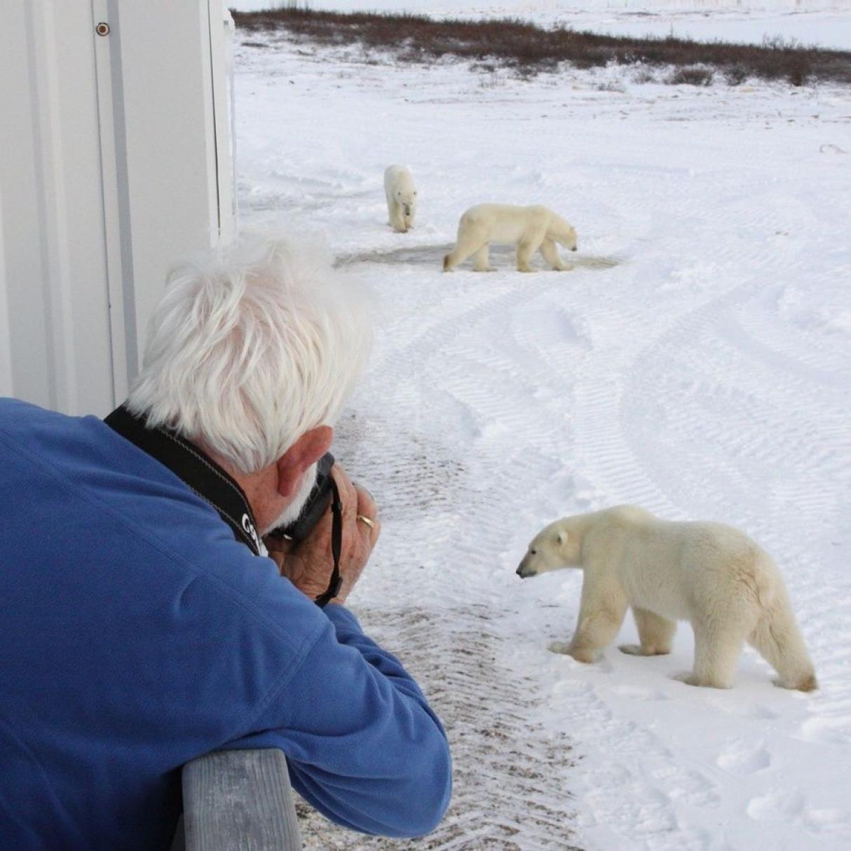 A person with grey hair wearing a blue sweater holds a camera up to take photos of three nearby polar bears walking through the snow.