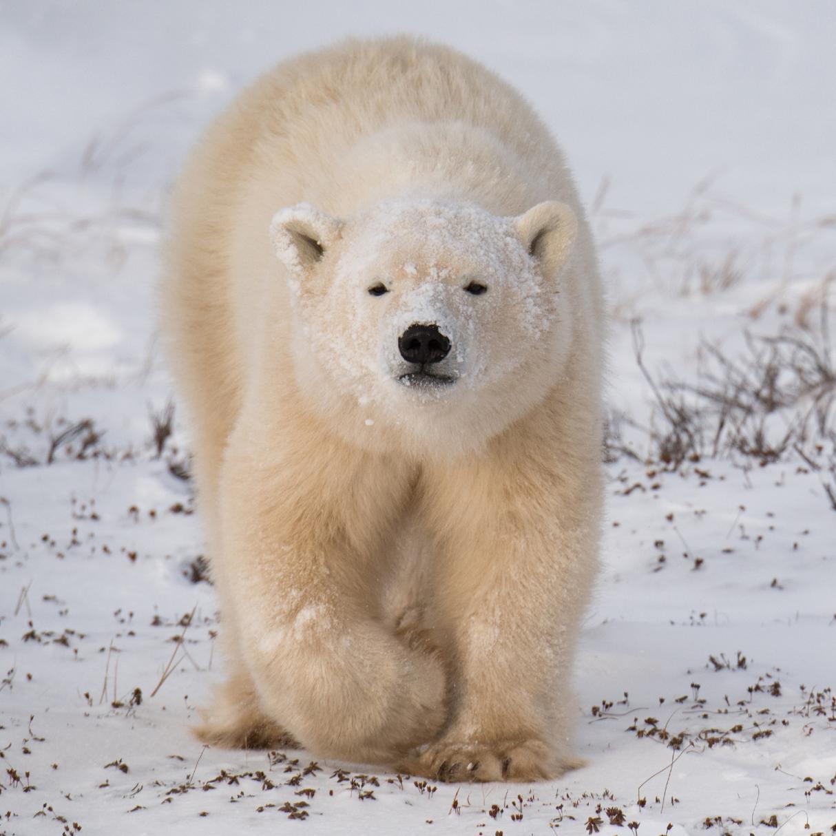 A white polar bear walks along the snow covered ground where brown shubbery pokes through. 