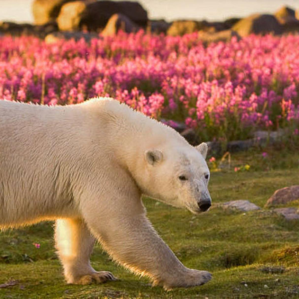 A white polar bear walks along the grass surrounded by pink wildflows illumated by the warm glow of the sun. 