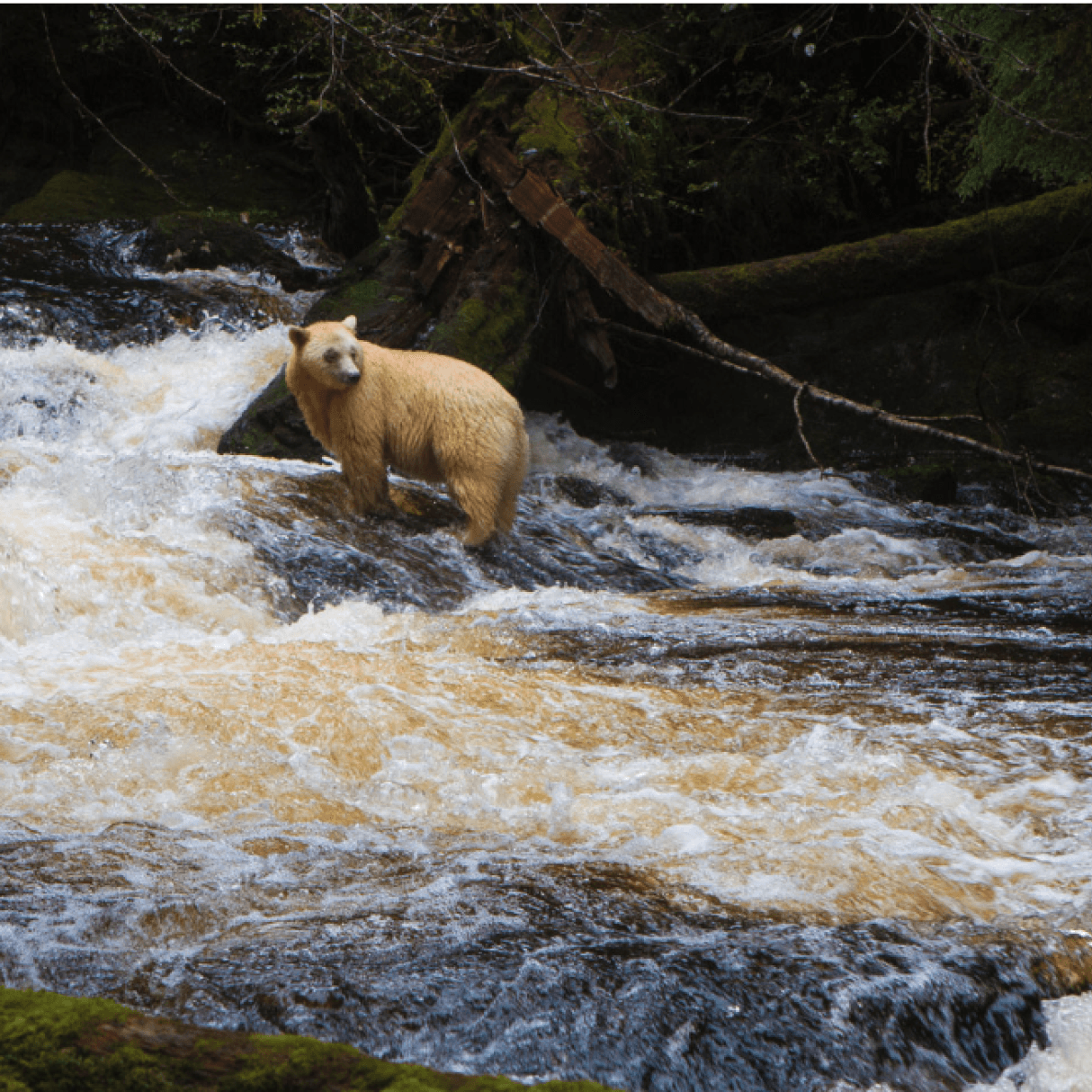 A spirit bear in BC, Canada