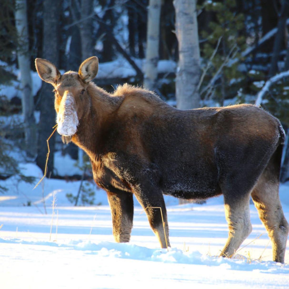 A large brown moose without antlers stands in the snow with yellow grass in its mouth.