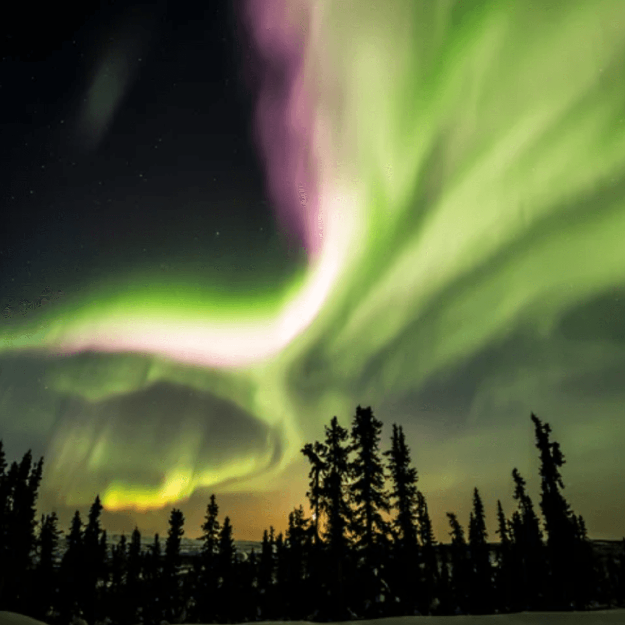 Above a darkly lit forest, green, white, purple, and pink northern lights fill the night sky.