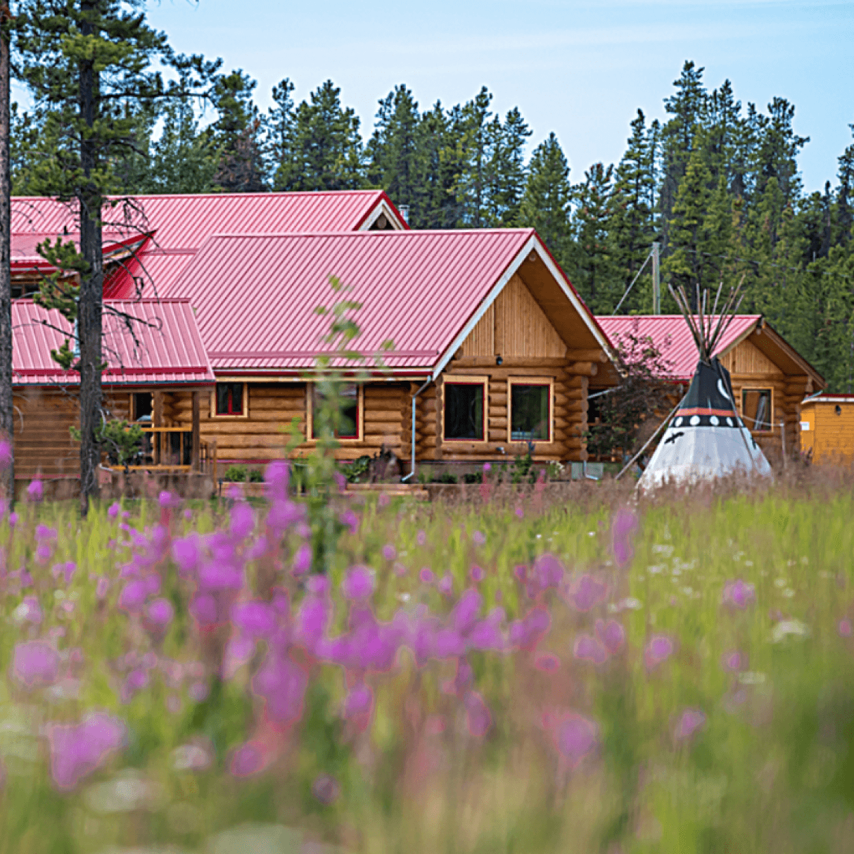 Large log cabins with a red steel rooves are surrounded by a field of long green grass and purple flowers. Beside one cabin is a black and white teepee. 