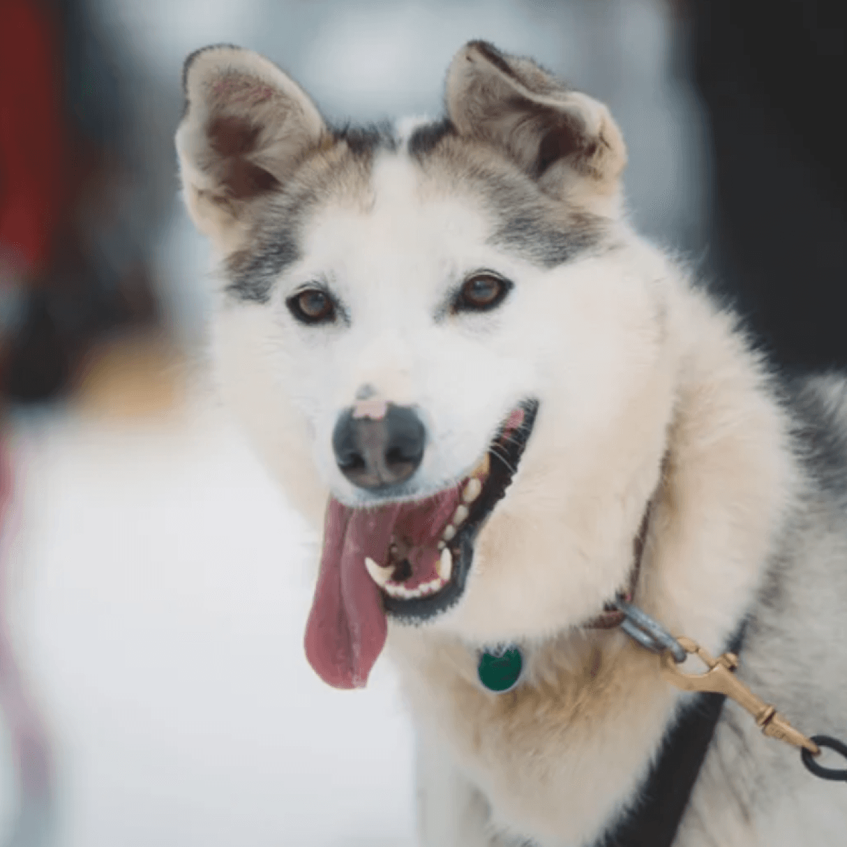 A husky sled-dog smile at the camera with its tongue hanging out.