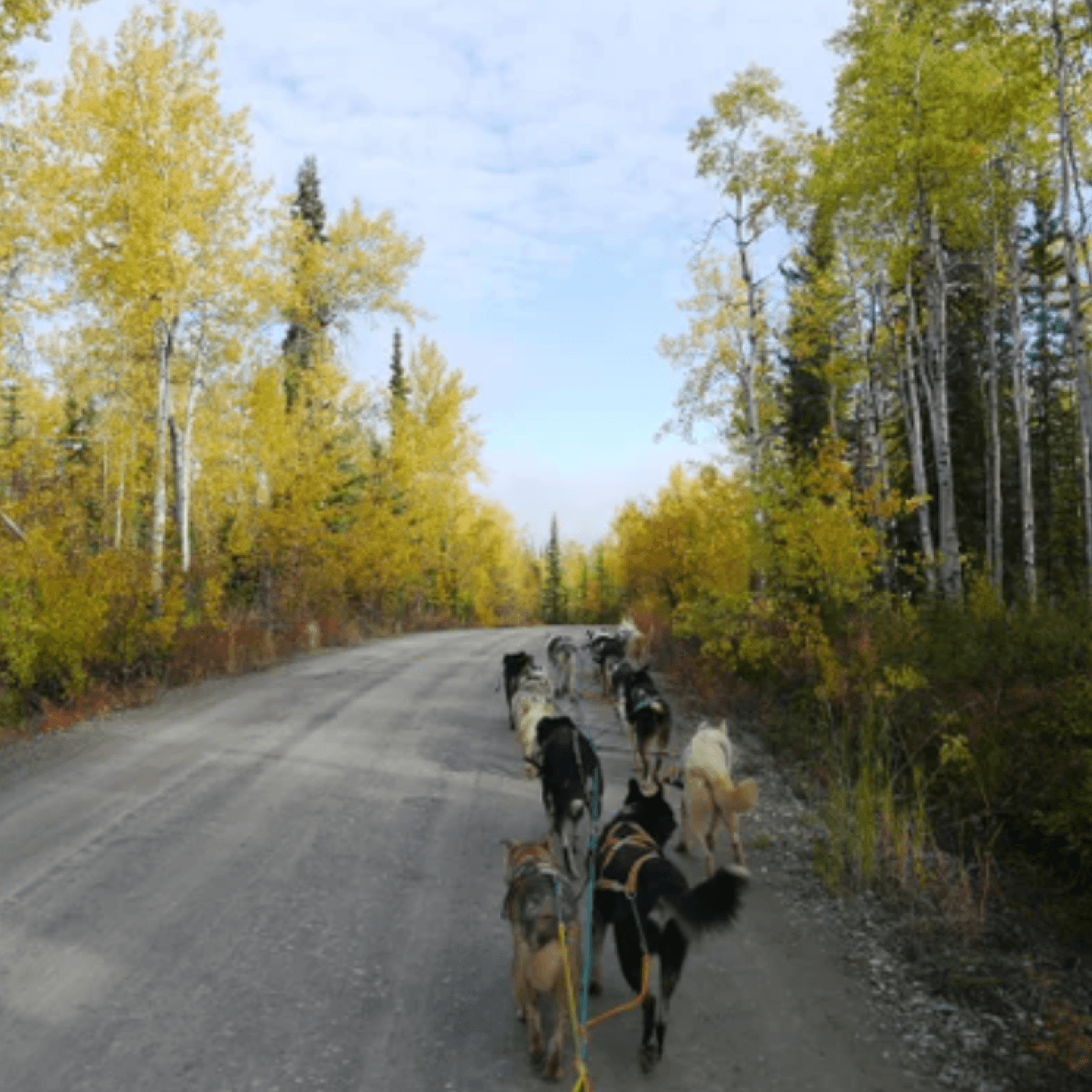 A team of dogs pull a sled along a gravel road surrounded by yellow-leaved trees.