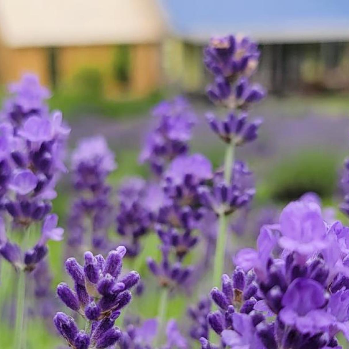 A lavender bush