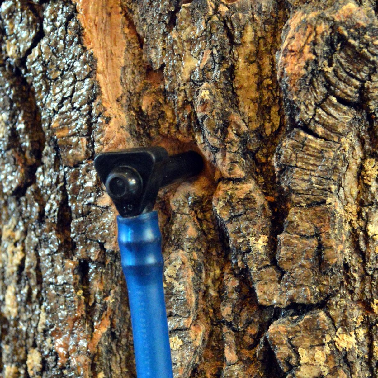 Tapped tree