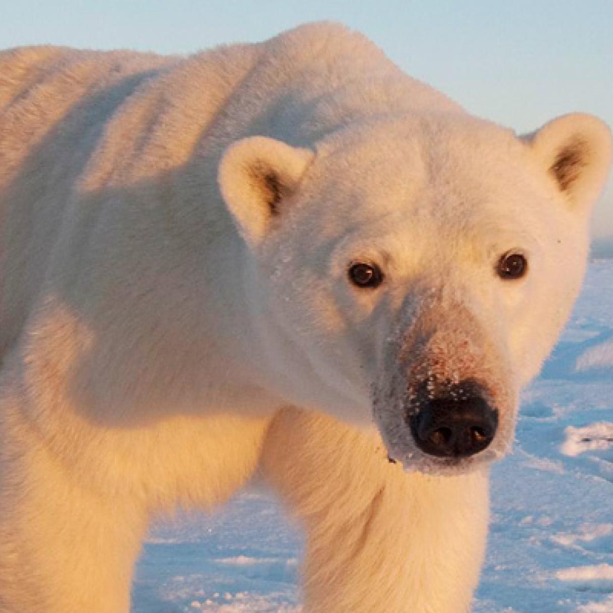 Polar bear in Churchill Manitoba Canada