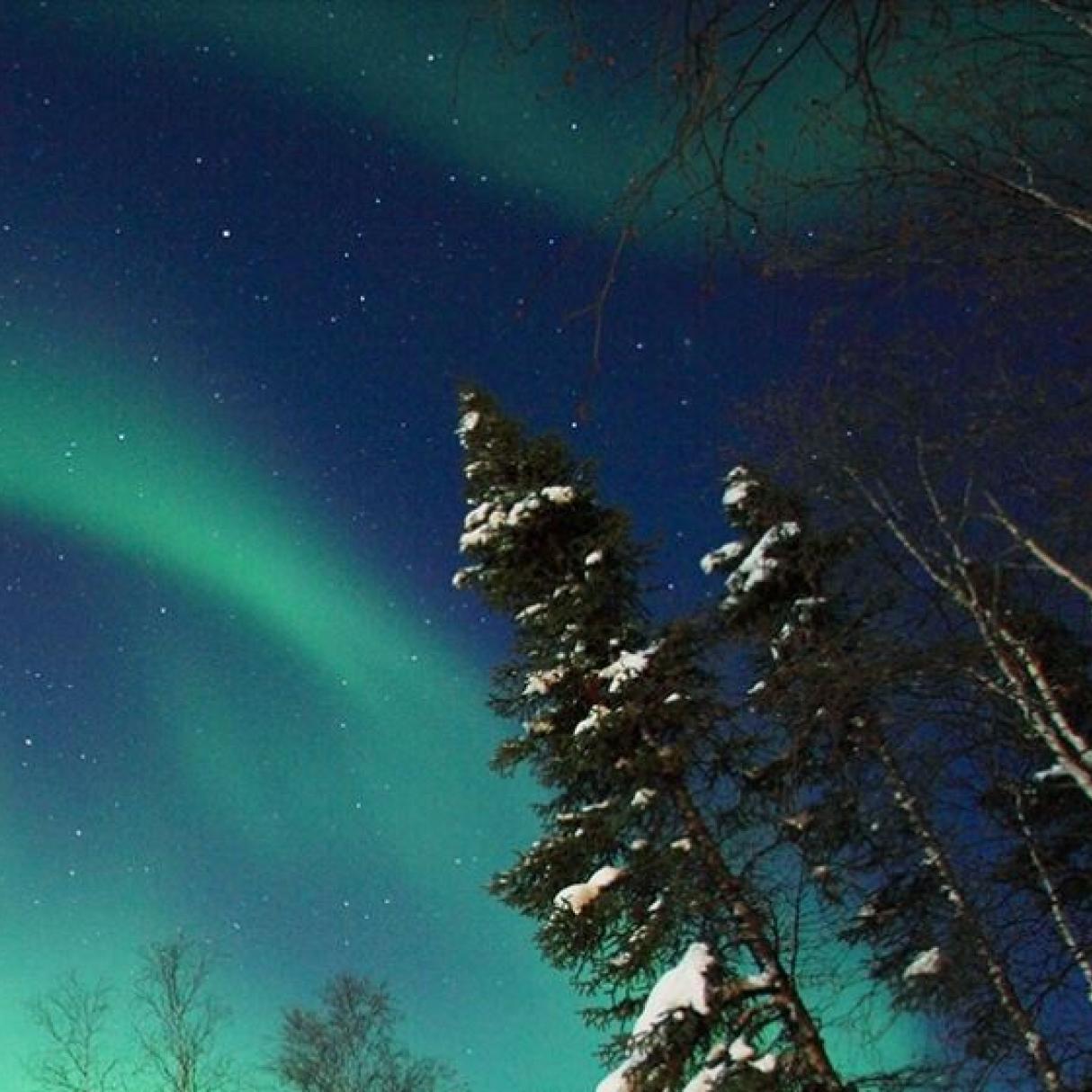 Aurora borealis above trees