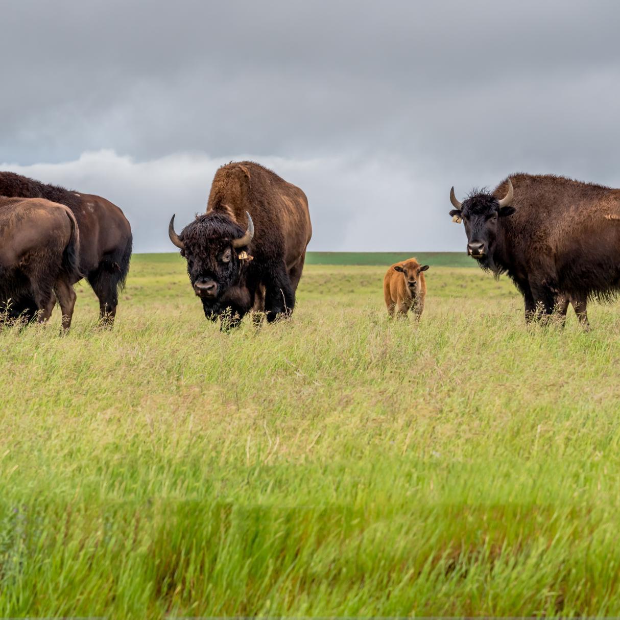 Saskatchewan Buffalos