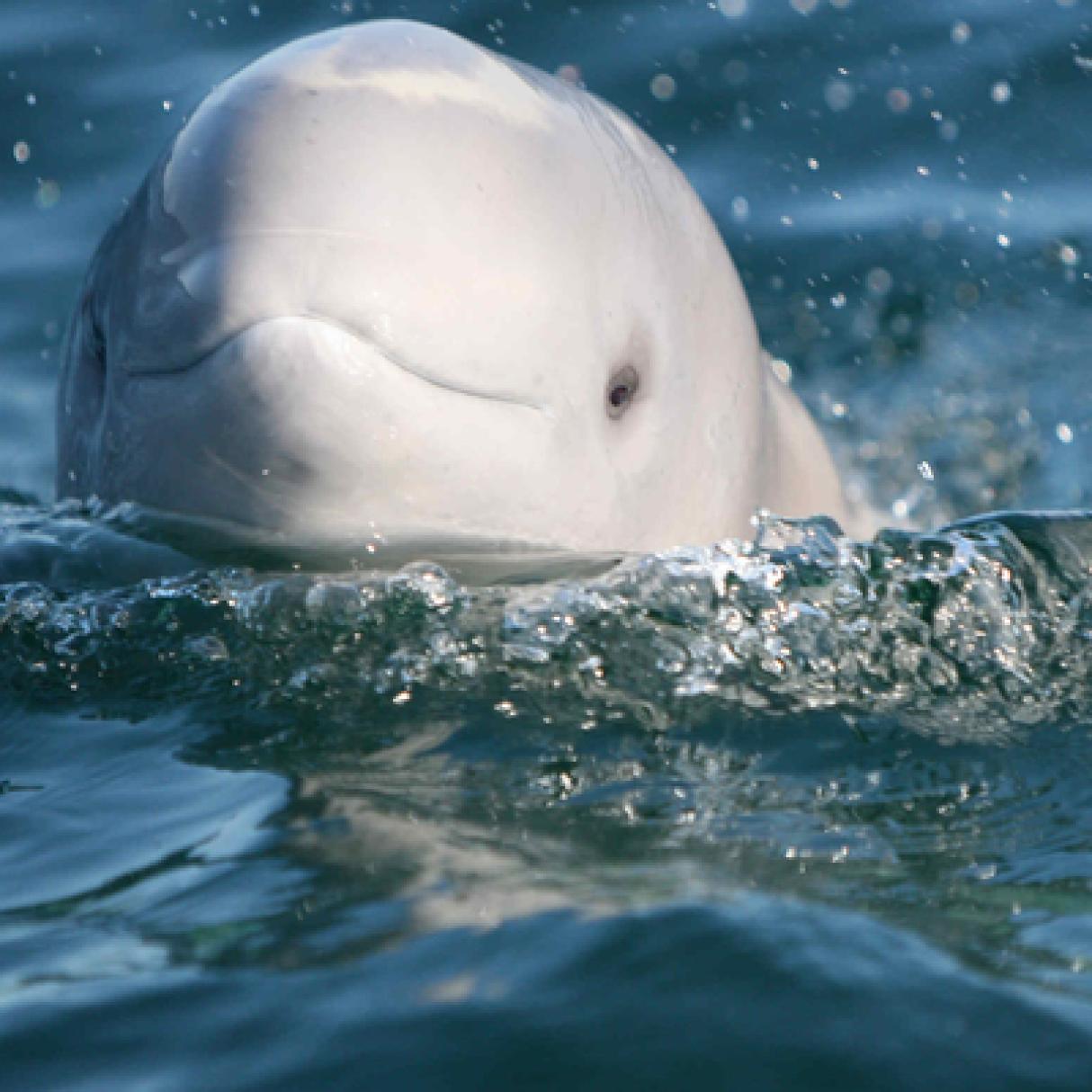 Beluga whale emerging from the water in Churchill during summer