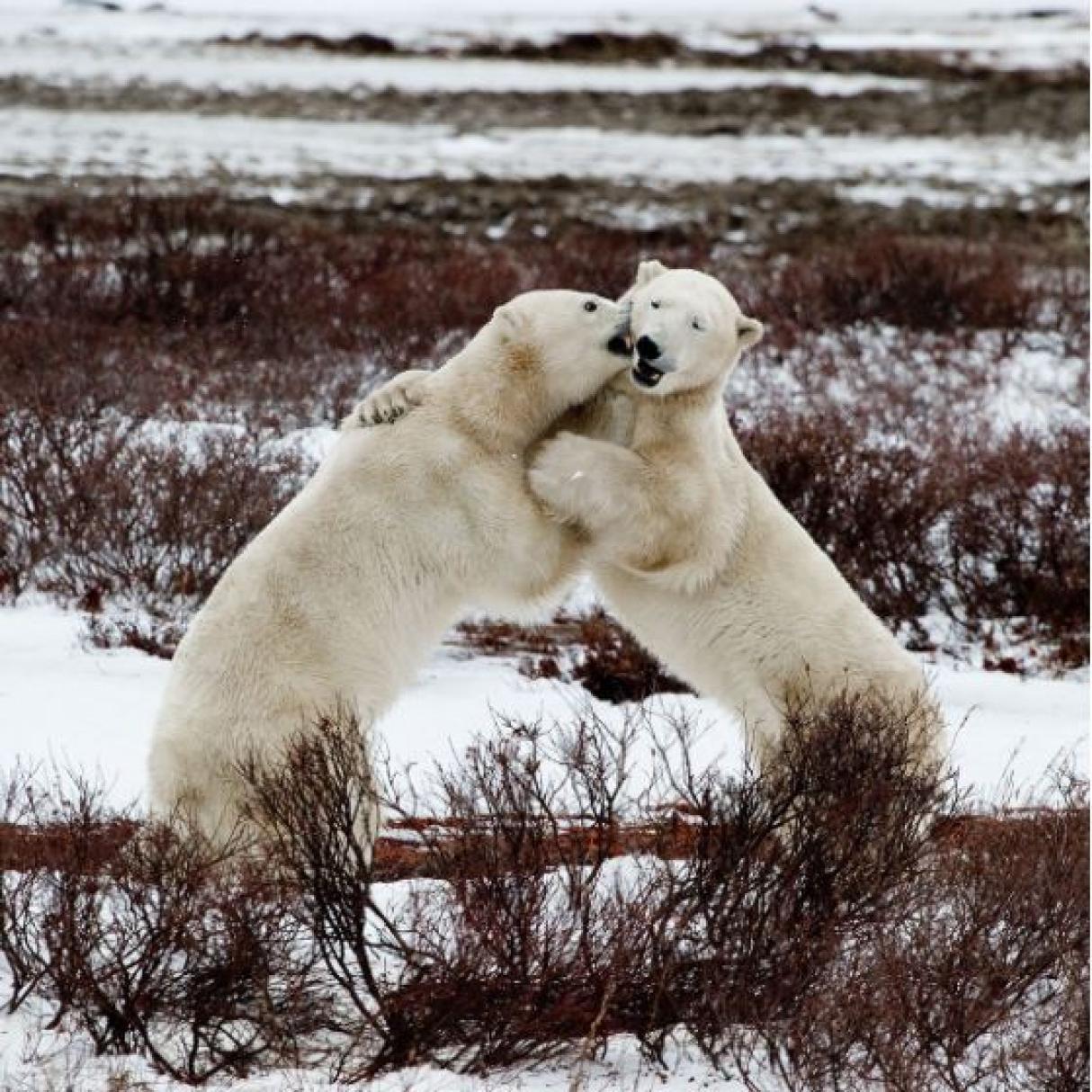 Polar bears in the snow in Churchill 