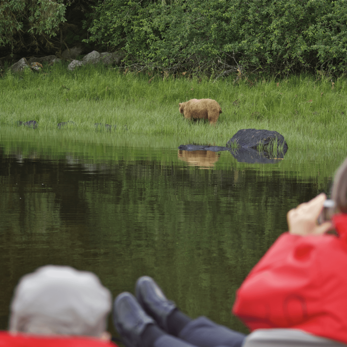 Grizzly Bear Encounter at Knight Inlet
