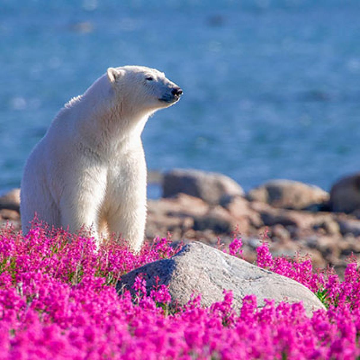 Polar bear viewing and blooms in full effect in Summer in Churchill, Manitoba