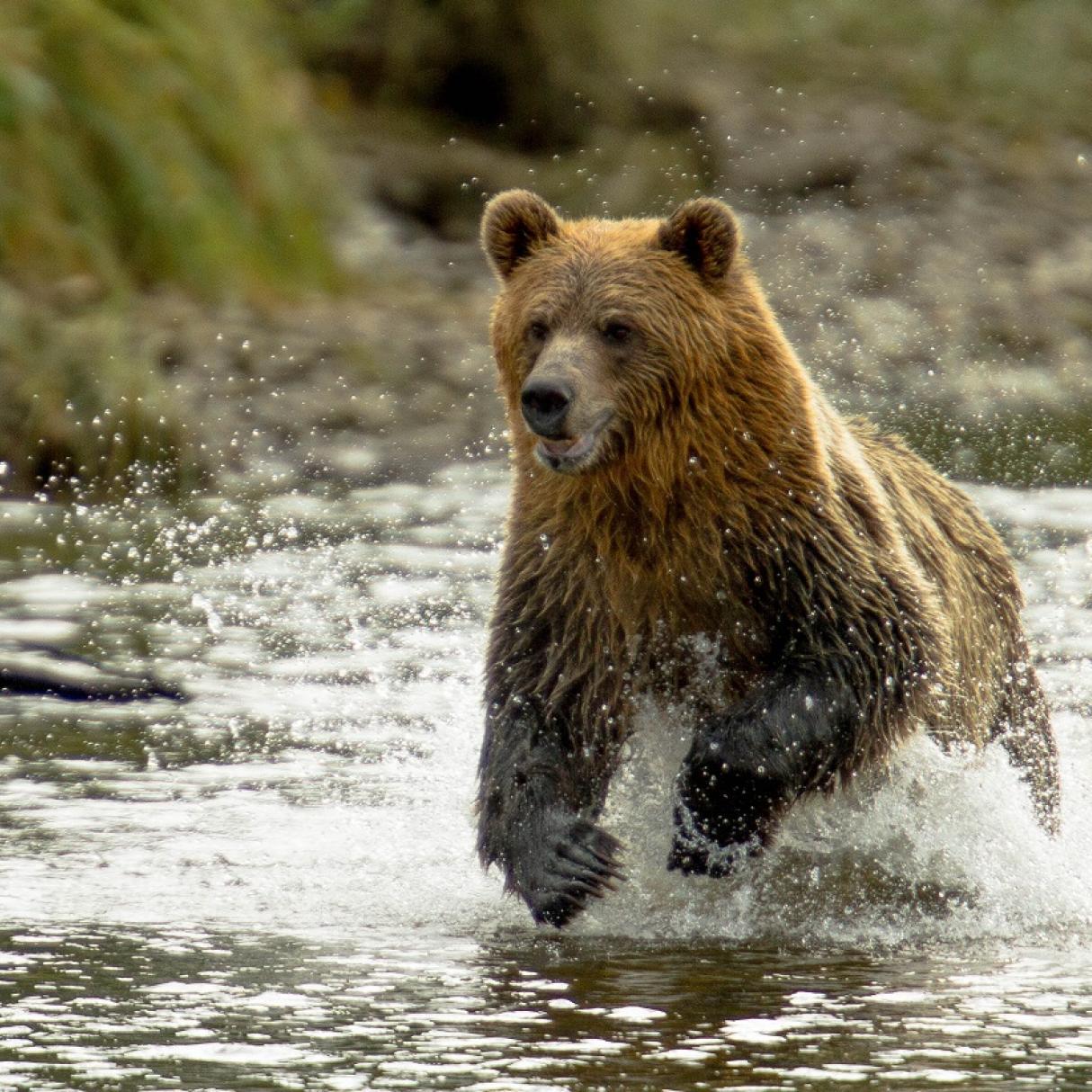 A Grizzly bear running in the water