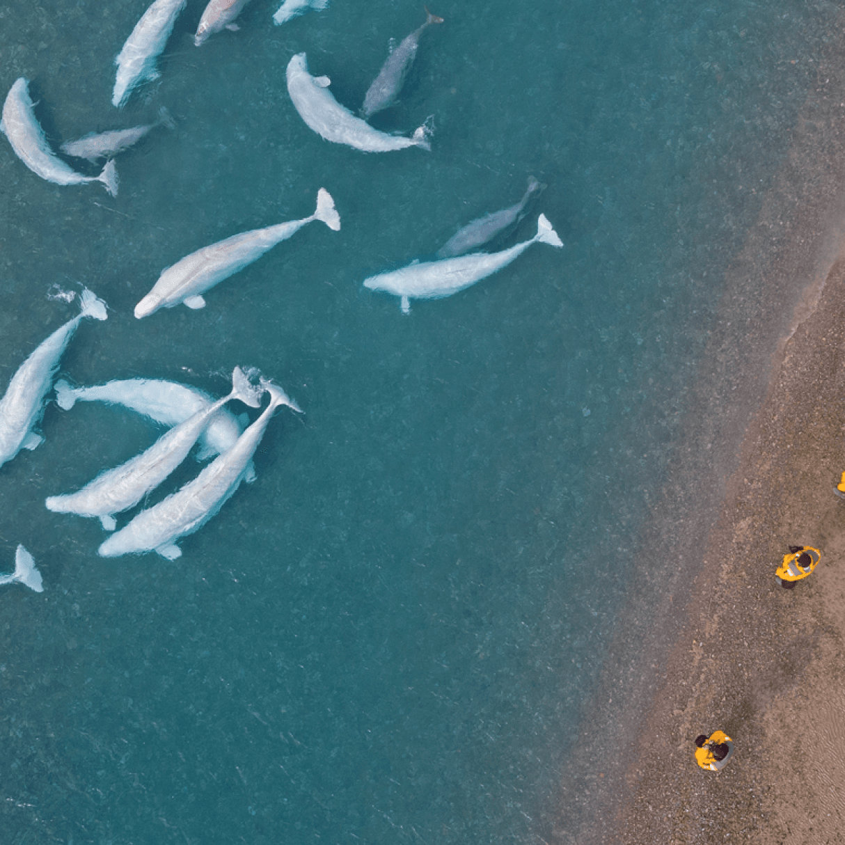 Guests and belugas near Arctic Watch