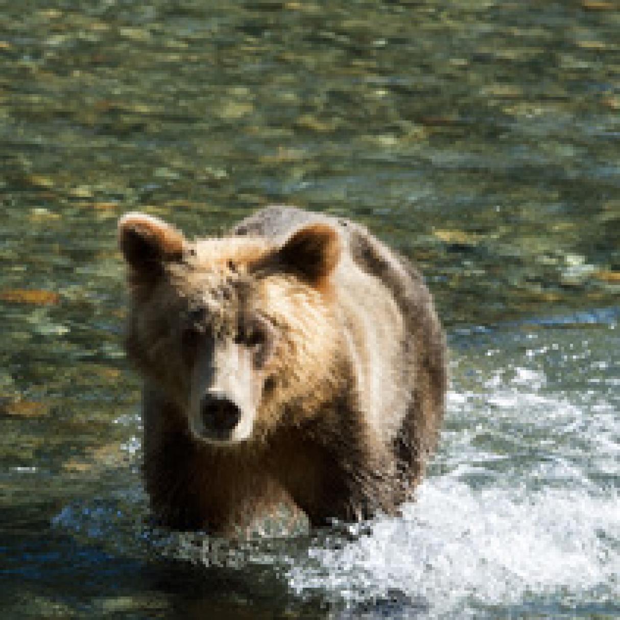 Grizzly Bear in river