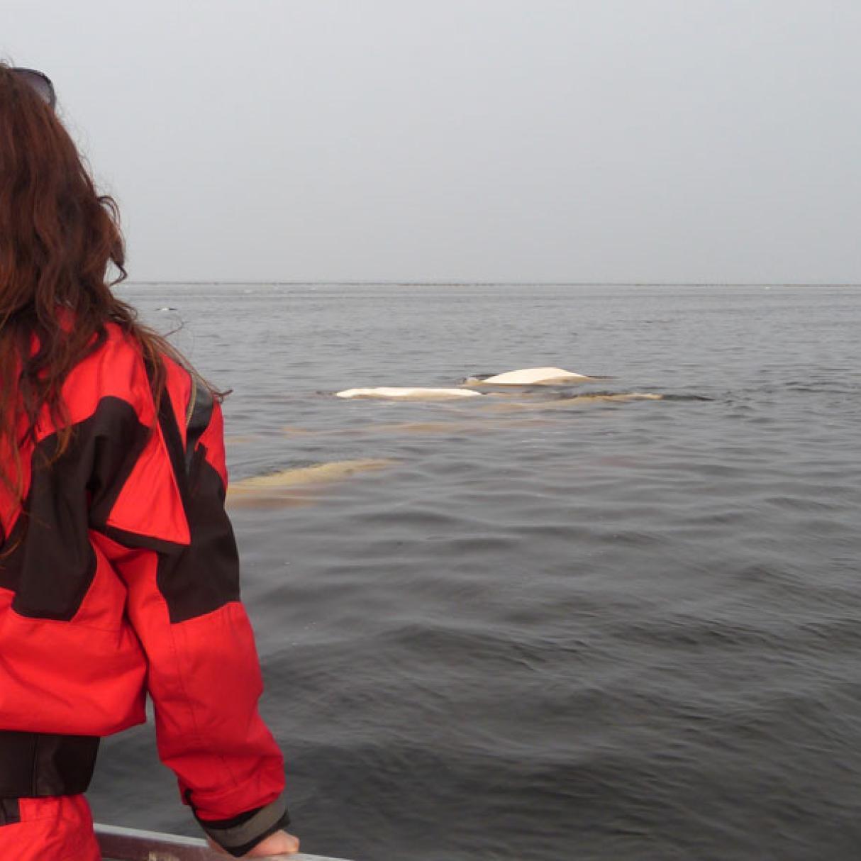 Woman watching beluga whales swimming