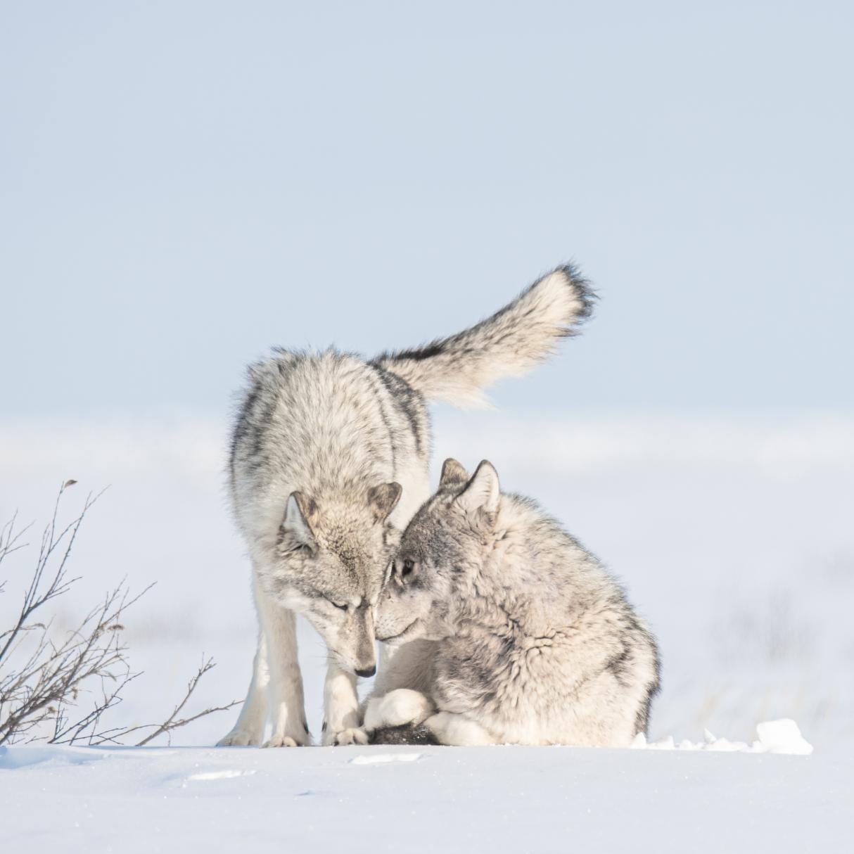 Gray wolves playing in the snow