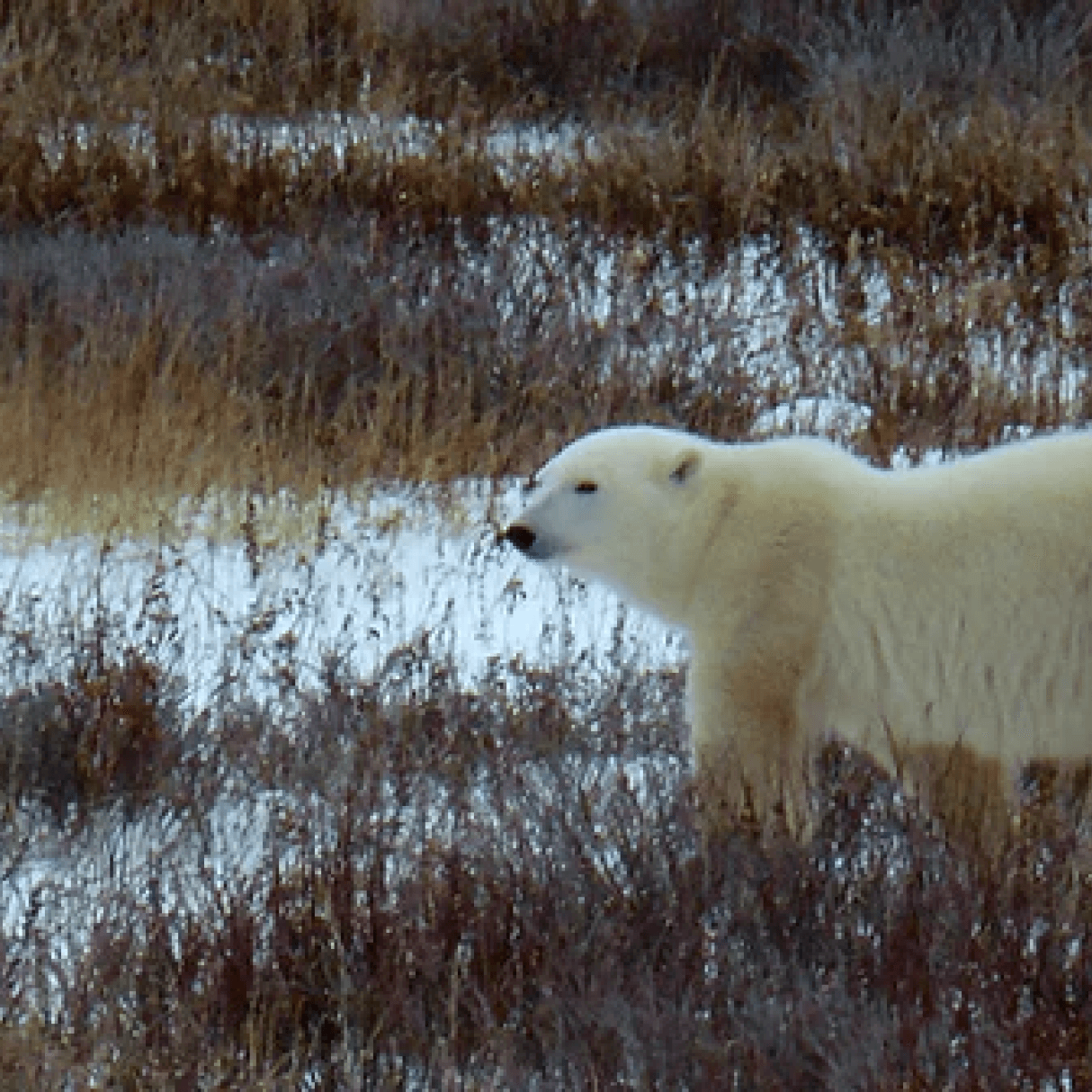 Polar bear on tundra