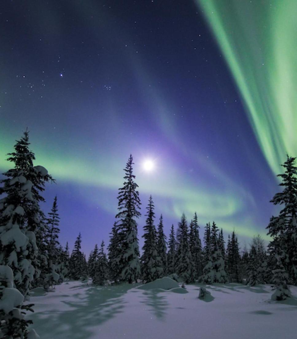 Purple and green northern lights in the sky above snowy trees in the Northwest Territories