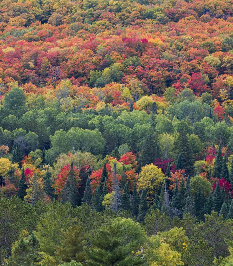 Fall Colours in Canada