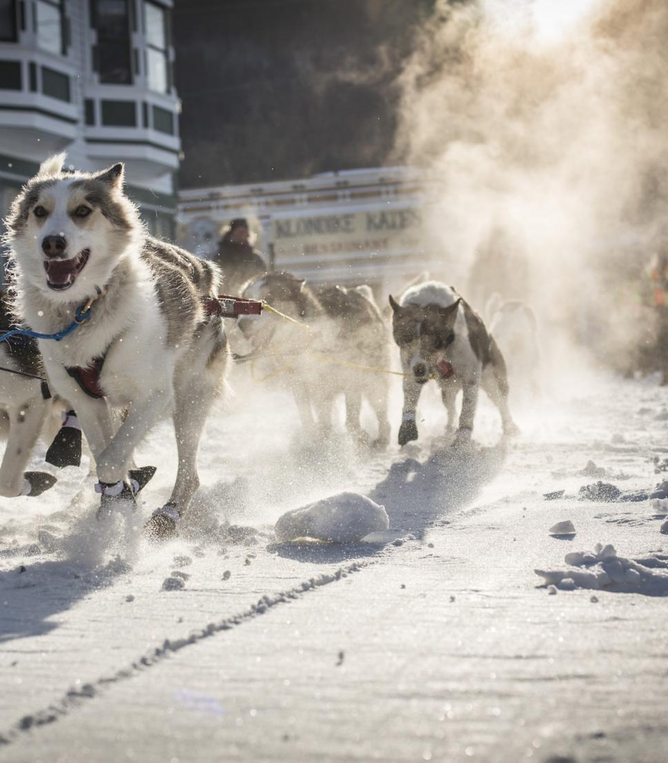 Dogsledding in the Yukon