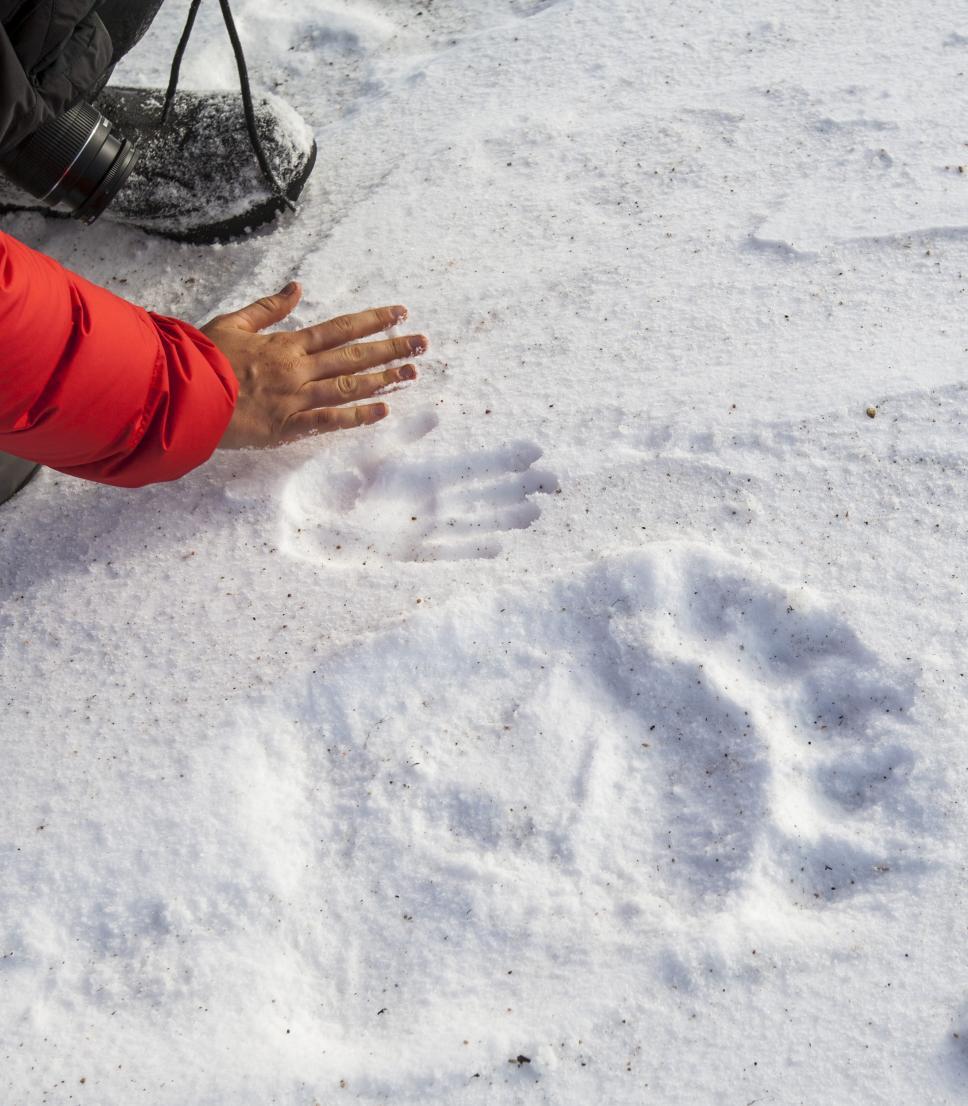 A polar bear handprint in Nunavut