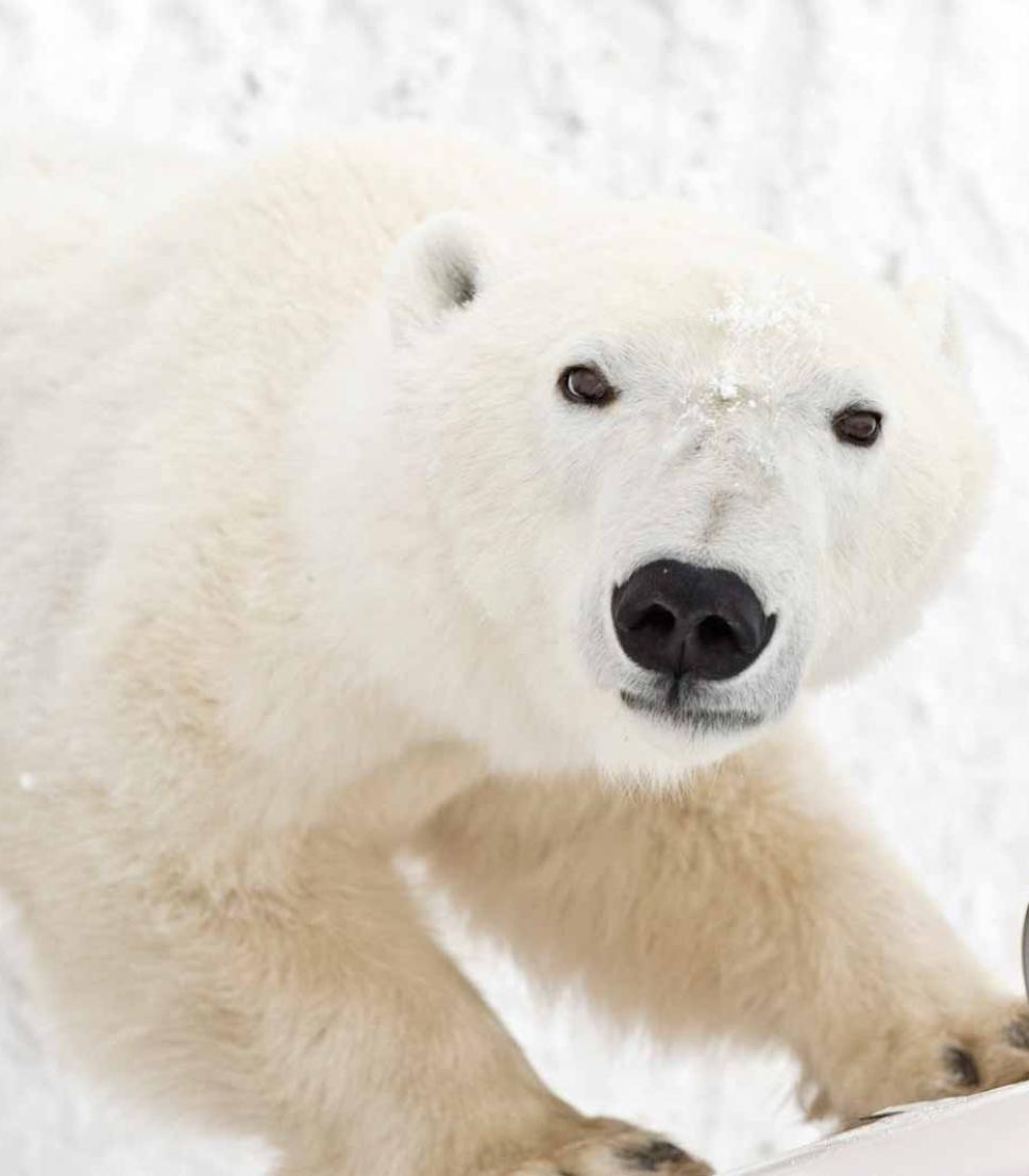 polar bear seen from tundra buggy adventures