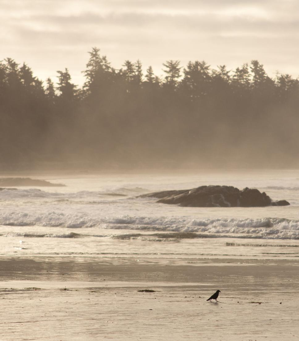 What to do in Tofino