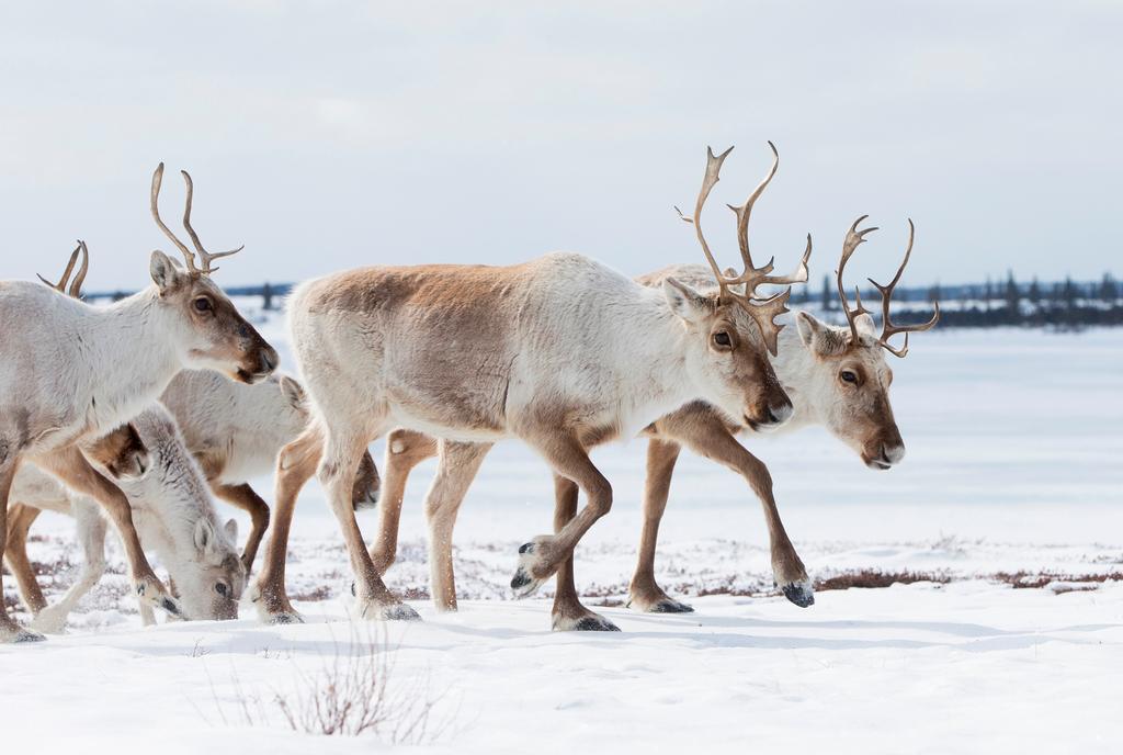 L’ours polaire et le narval : observation de la faune au Nunavut ...
